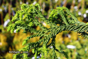- Cryptomeria japonica 'Spiralis' Japanese Cedar - Mr Maple │ Buy Japanese Maple Trees