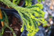 - Cryptomeria japonica 'Spiralis' Japanese Cedar - Mr Maple │ Buy Japanese Maple Trees