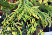 - Cryptomeria japonica 'Spiralis' Japanese Cedar - Mr Maple │ Buy Japanese Maple Trees
