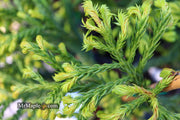 - Cryptomeria japonica 'Spiralis' Japanese Cedar - Mr Maple │ Buy Japanese Maple Trees