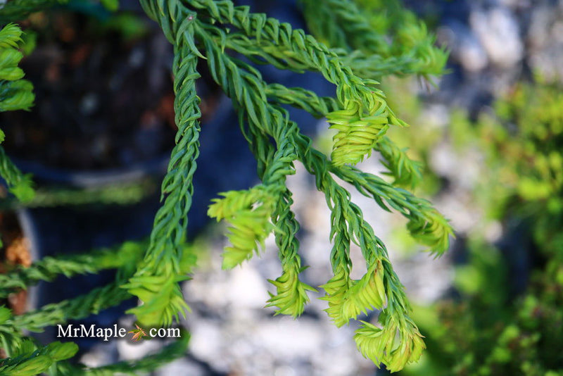 - Cryptomeria japonica 'Spiralis' Japanese Cedar - Mr Maple │ Buy Japanese Maple Trees
