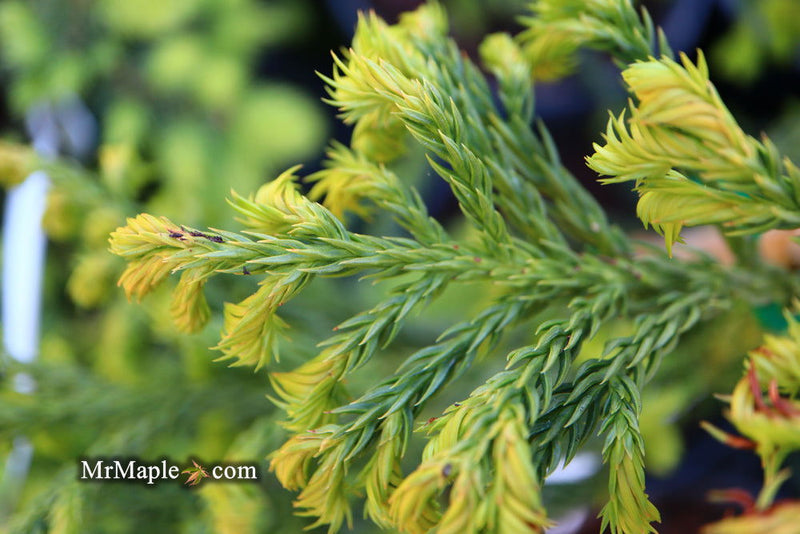 - Cryptomeria japonica 'Spiralis' Japanese Cedar - Mr Maple │ Buy Japanese Maple Trees