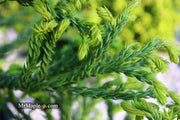 - Cryptomeria japonica 'Spiralis' Japanese Cedar - Mr Maple │ Buy Japanese Maple Trees