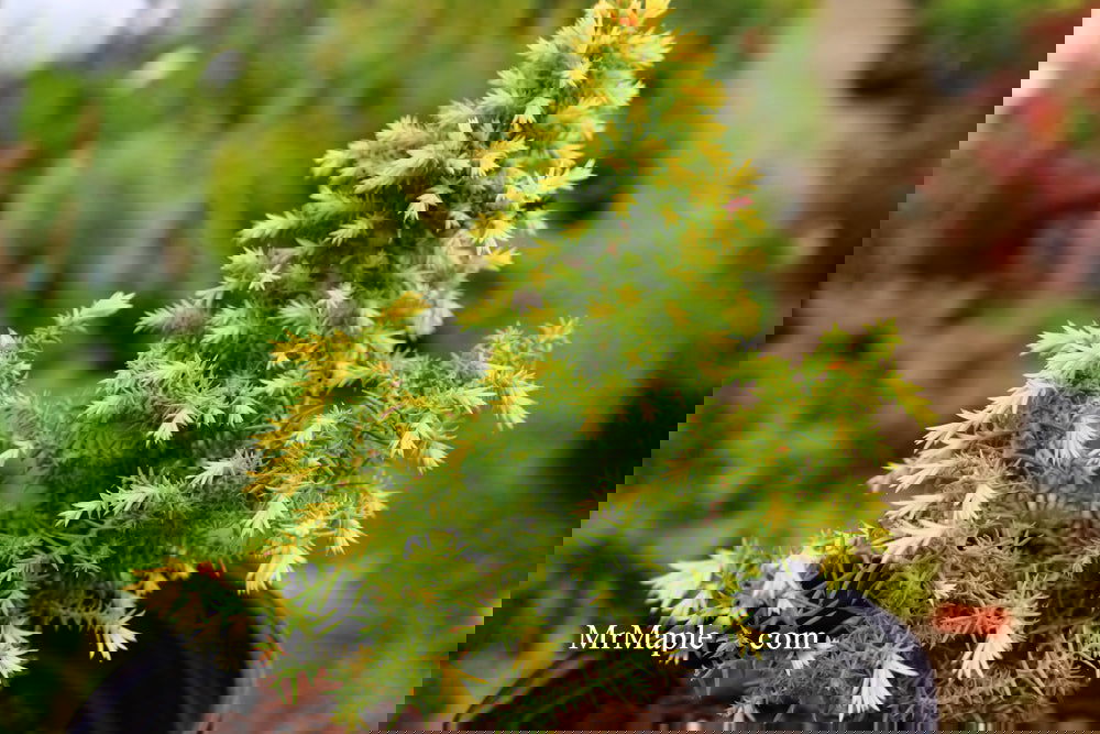 Buy Cryptomeria japonica 'Twinkle Toes' Dwarf Japanese Cedar