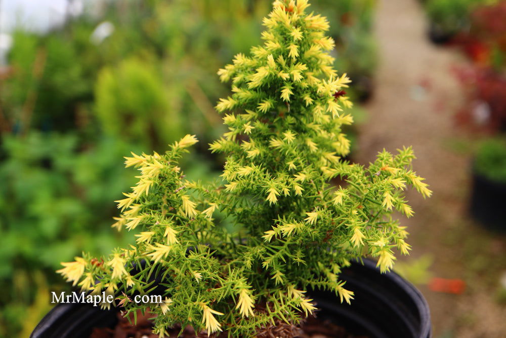 - Cryptomeria japonica 'Twinkle Toes' Dwarf Japanese Cedar - Mr Maple │ Buy Japanese Maple Trees