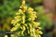 - Cryptomeria japonica 'Twinkle Toes' Dwarf Japanese Cedar - Mr Maple │ Buy Japanese Maple Trees