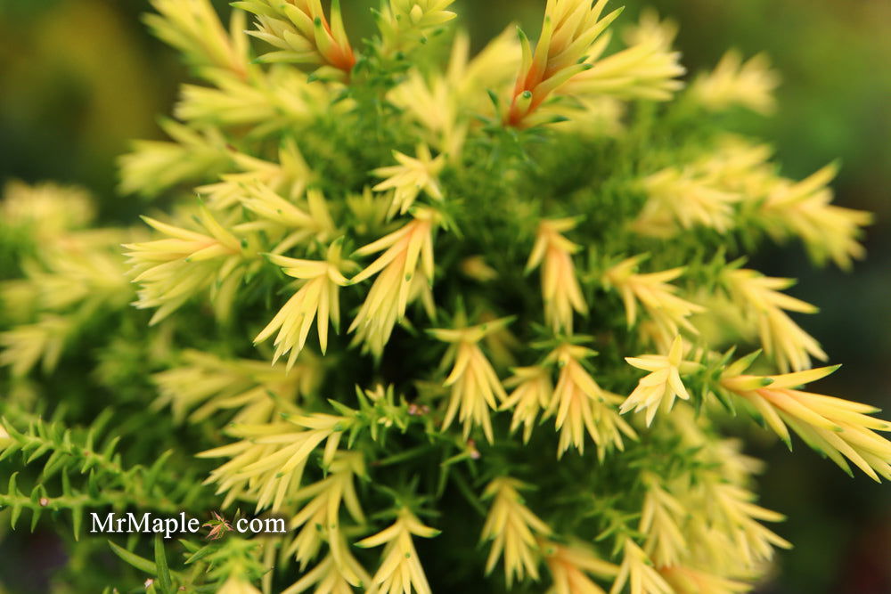 - Cryptomeria japonica 'Twinkle Toes' Dwarf Japanese Cedar - Mr Maple │ Buy Japanese Maple Trees