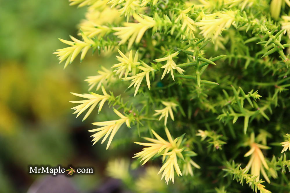 - Cryptomeria japonica 'Twinkle Toes' Dwarf Japanese Cedar - Mr Maple │ Buy Japanese Maple Trees