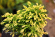 - Cryptomeria japonica 'Twinkle Toes' Dwarf Japanese Cedar - Mr Maple │ Buy Japanese Maple Trees