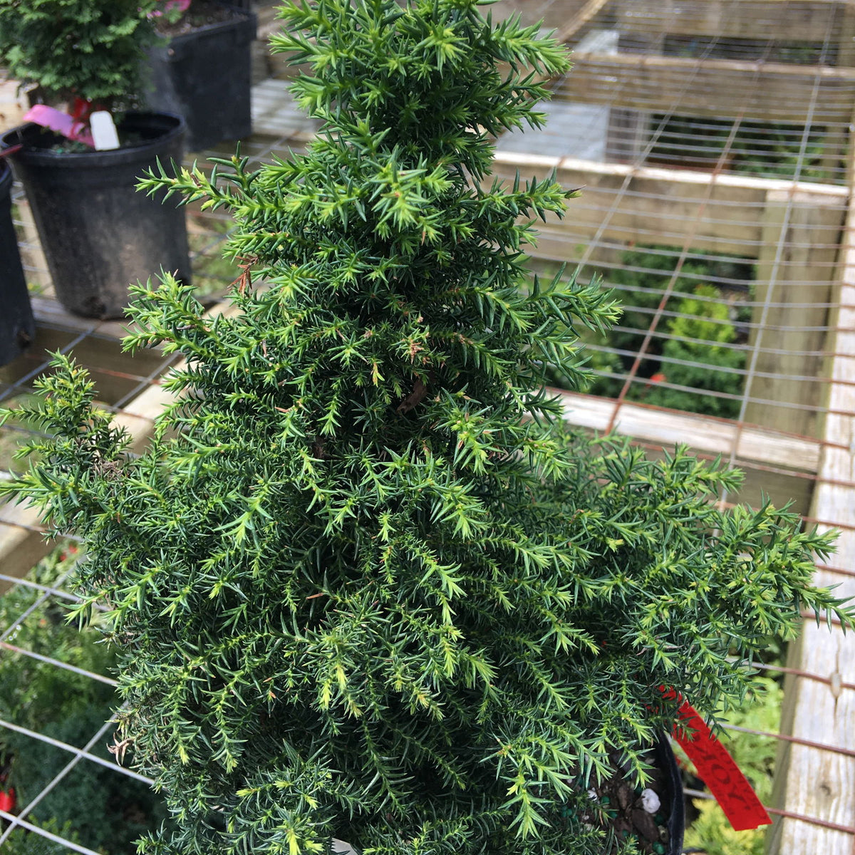 Buy Cryptomeria japonica 'Yokohama' Dwarf Japanese Cedar — Mr