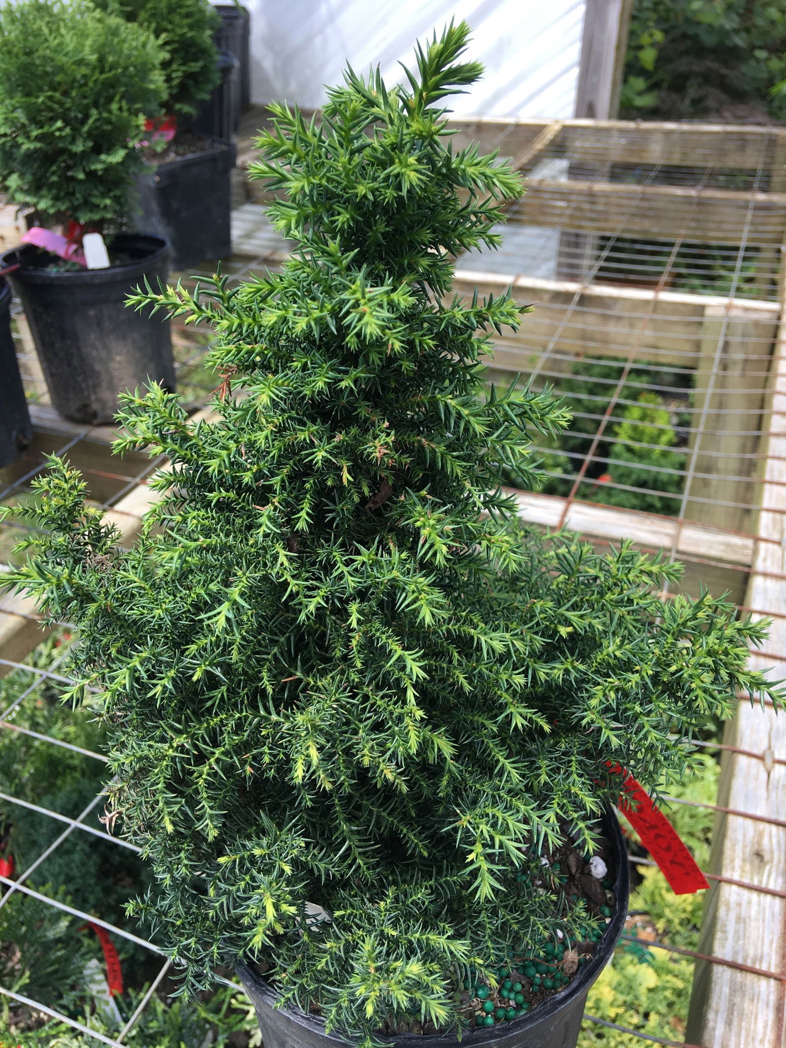 Buy Cryptomeria japonica 'Yokohama' Dwarf Japanese Cedar — Mr Maple ...