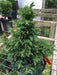 - Cryptomeria japonica 'Yokohama' Dwarf Japanese Cedar - Mr Maple │ Buy Japanese Maple Trees