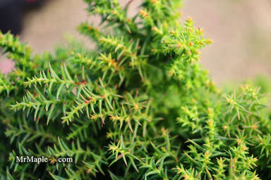 - Cryptomeria japonica 'Yokohama' Dwarf Japanese Cedar - Mr Maple │ Buy Japanese Maple Trees