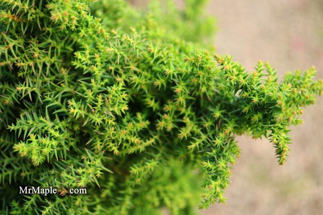 - Cryptomeria japonica 'Yokohama' Dwarf Japanese Cedar - Mr Maple │ Buy Japanese Maple Trees