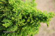 - Cryptomeria japonica 'Yokohama' Dwarf Japanese Cedar - Mr Maple │ Buy Japanese Maple Trees