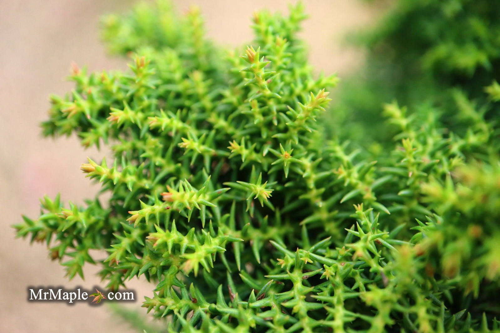 Buy Cryptomeria japonica 'Yokohama' Dwarf Japanese Cedar — Mr Maple ...