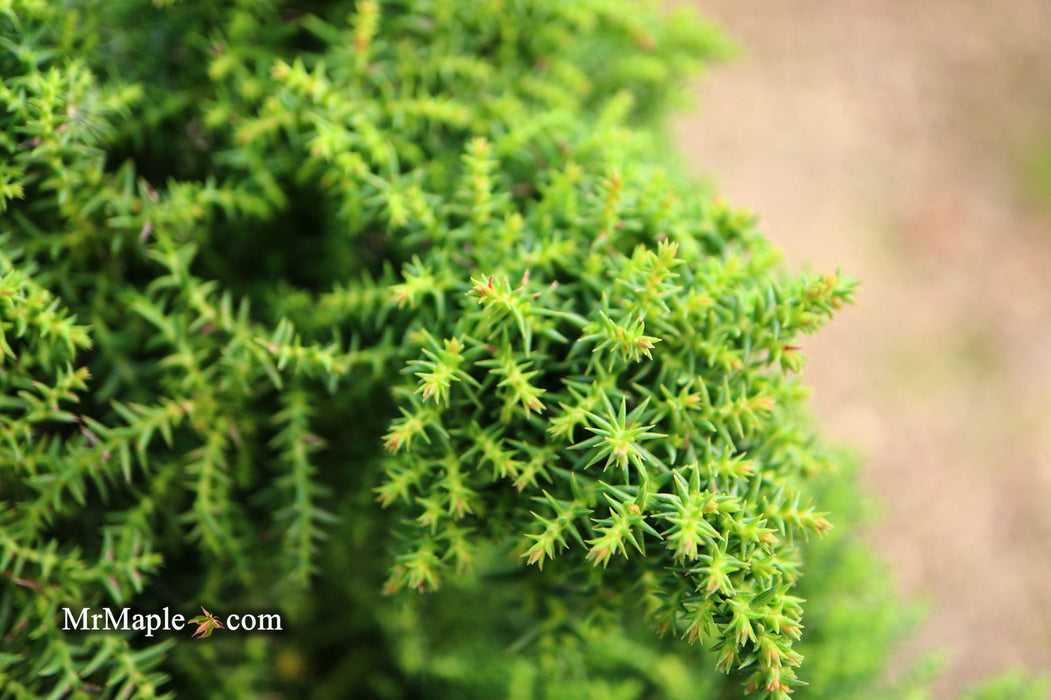 - Cryptomeria japonica 'Yokohama' Dwarf Japanese Cedar - Mr Maple │ Buy Japanese Maple Trees