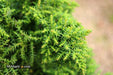 - Cryptomeria japonica 'Yokohama' Dwarf Japanese Cedar - Mr Maple │ Buy Japanese Maple Trees