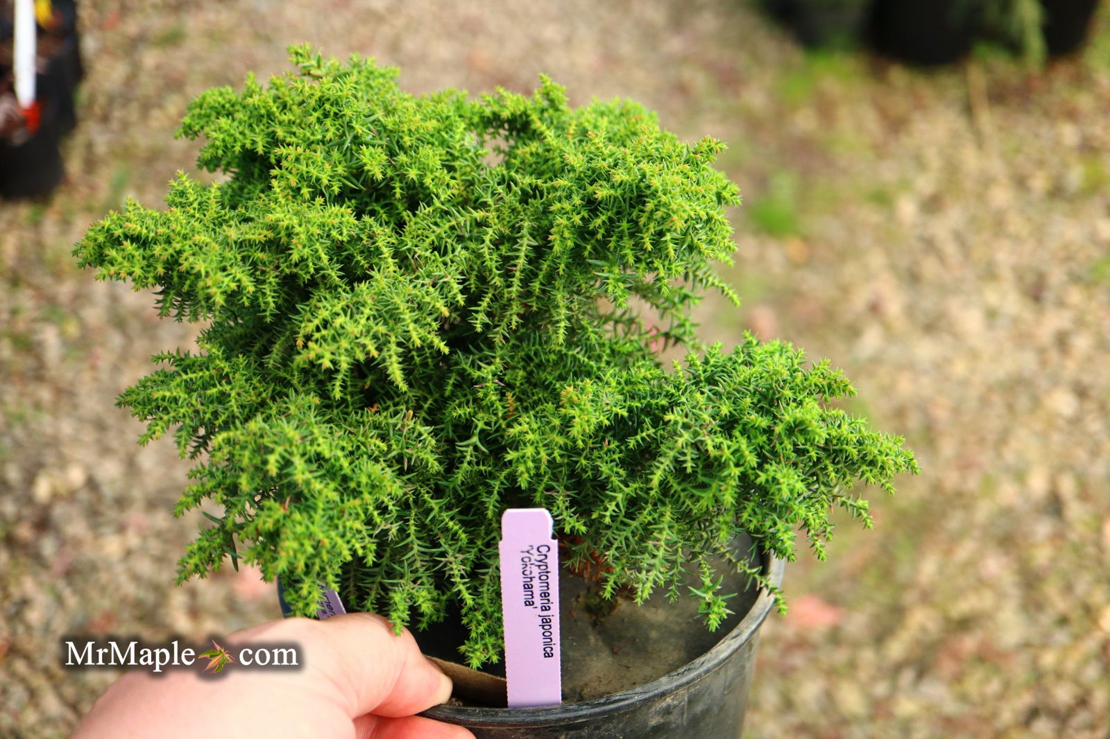 Buy Cryptomeria japonica 'Yokohama' Dwarf Japanese Cedar — Mr