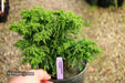 - Cryptomeria japonica 'Yokohama' Dwarf Japanese Cedar - Mr Maple │ Buy Japanese Maple Trees