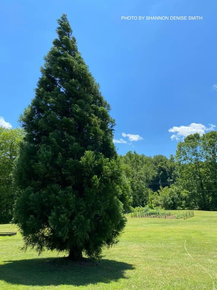 Buy Cryptomeria japonica 