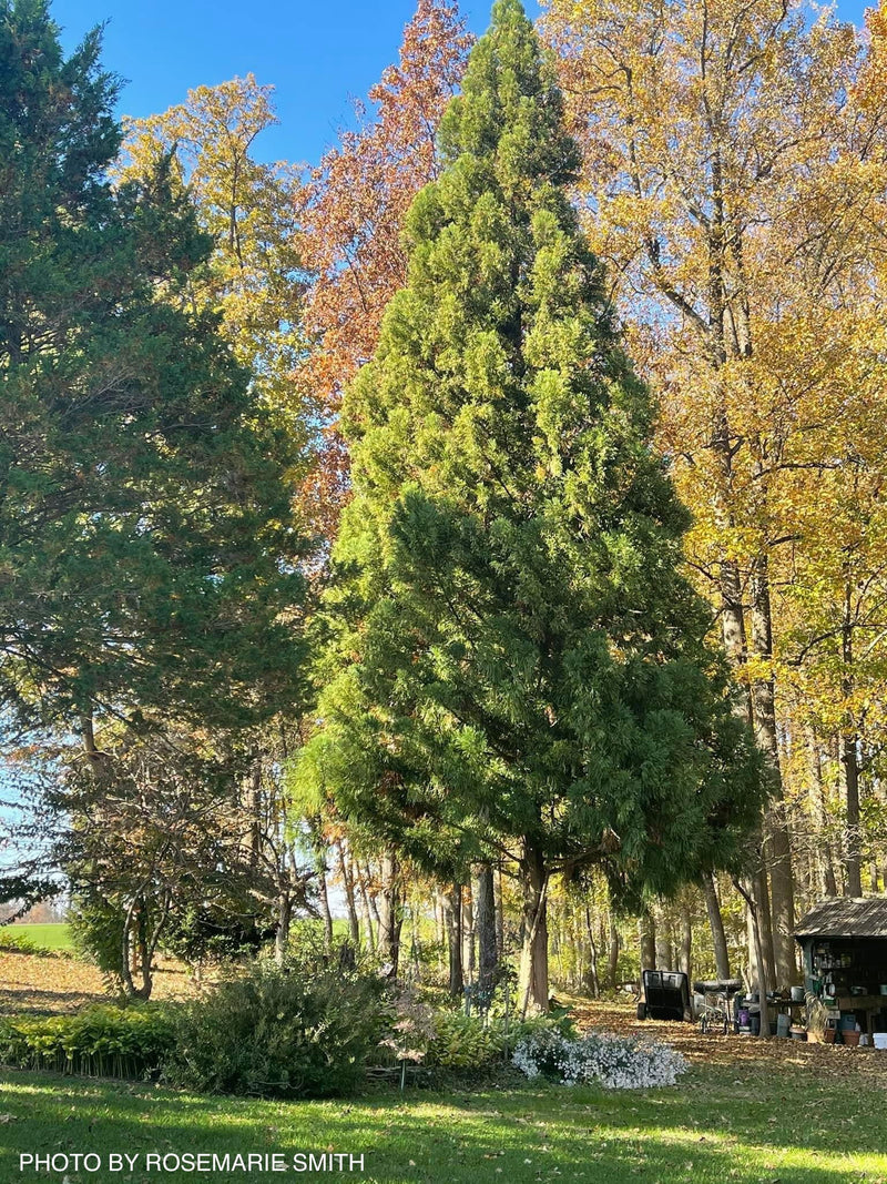 - Cryptomeria japonica 'Yoshino' Japanese Cedar - Mr Maple │ Buy Japanese Maple Trees