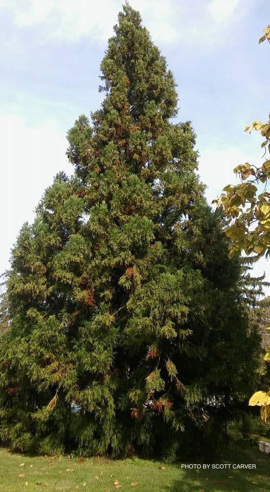 - Cryptomeria japonica 'Yoshino' Japanese Cedar - Mr Maple │ Buy Japanese Maple Trees