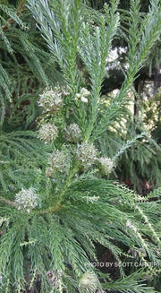 - Cryptomeria japonica 'Yoshino' Japanese Cedar - Mr Maple │ Buy Japanese Maple Trees