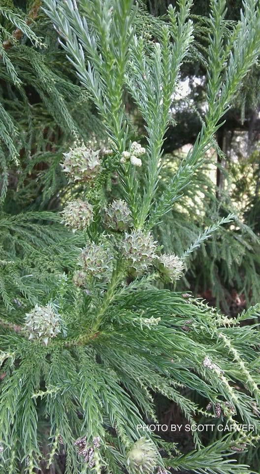 - Cryptomeria japonica 'Yoshino' Japanese Cedar - Mr Maple │ Buy Japanese Maple Trees