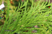 - Cryptomeria japonica 'Yoshino' Japanese Cedar - Mr Maple │ Buy Japanese Maple Trees