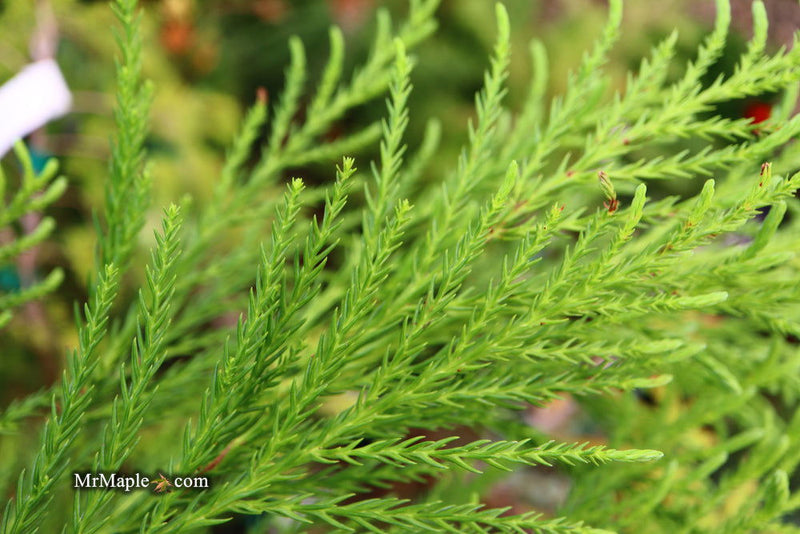 - Cryptomeria japonica 'Yoshino' Japanese Cedar - Mr Maple │ Buy Japanese Maple Trees