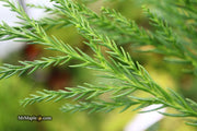 - Cryptomeria japonica 'Yoshino' Japanese Cedar - Mr Maple │ Buy Japanese Maple Trees