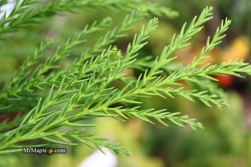 - Cryptomeria japonica 'Yoshino' Japanese Cedar - Mr Maple │ Buy Japanese Maple Trees