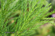 - Cryptomeria japonica 'Yoshino' Japanese Cedar - Mr Maple │ Buy Japanese Maple Trees