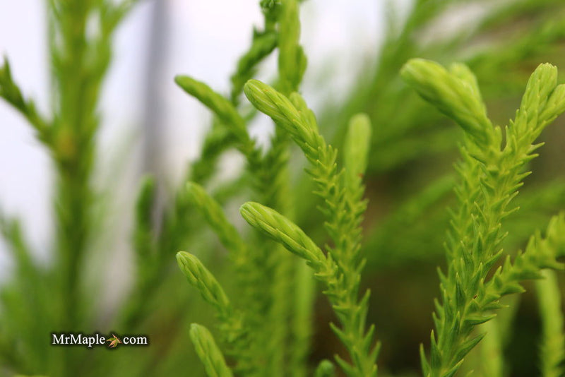 - Cryptomeria japonica 'Yoshino' Japanese Cedar - Mr Maple │ Buy Japanese Maple Trees