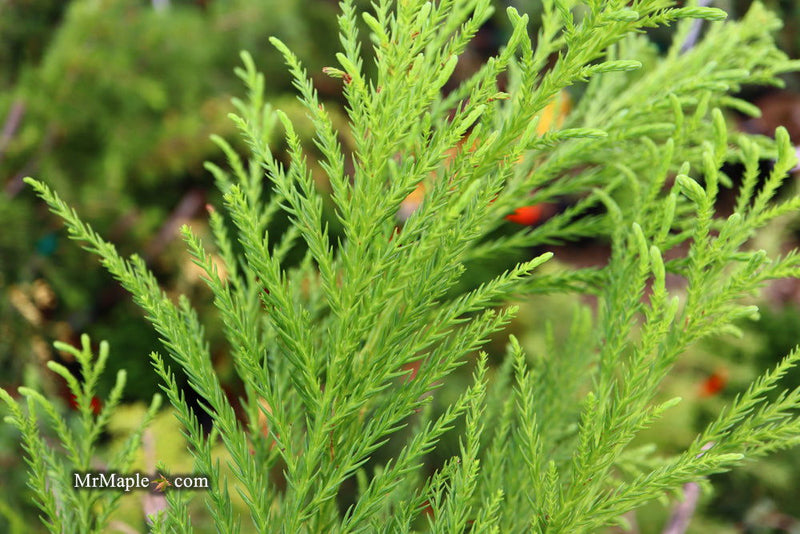 - Cryptomeria japonica 'Yoshino' Japanese Cedar - Mr Maple │ Buy Japanese Maple Trees
