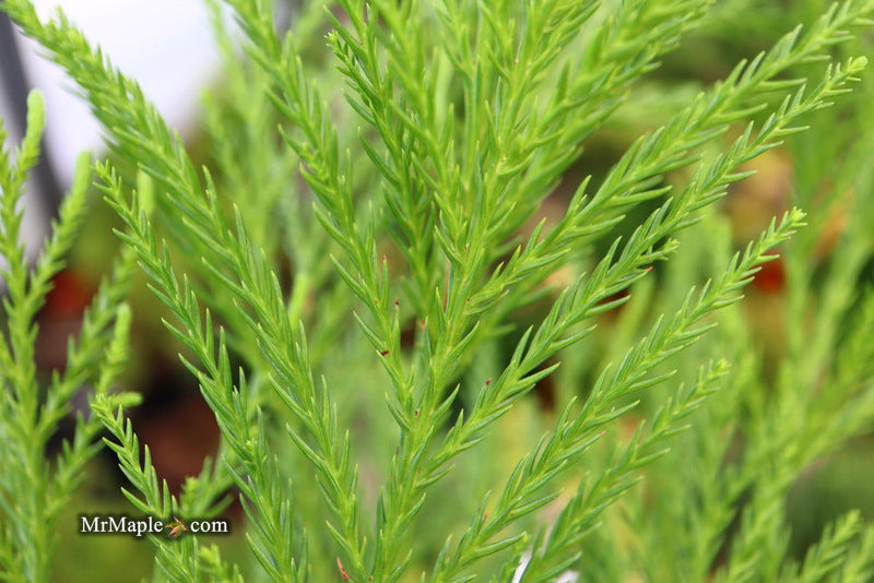 - Cryptomeria japonica 'Yoshino' Japanese Cedar - Mr Maple │ Buy Japanese Maple Trees