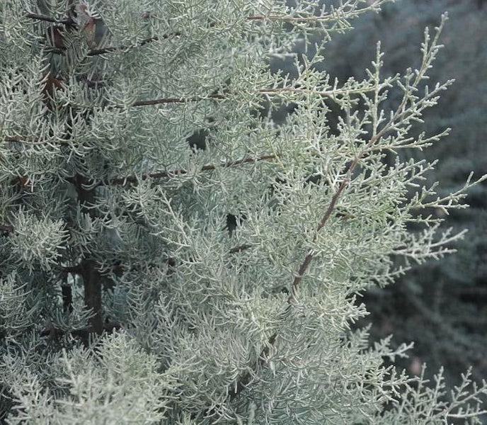 Buy Cupressus arizonica 'Blue Ice' Blue Arizona Cypress — Mr Maple