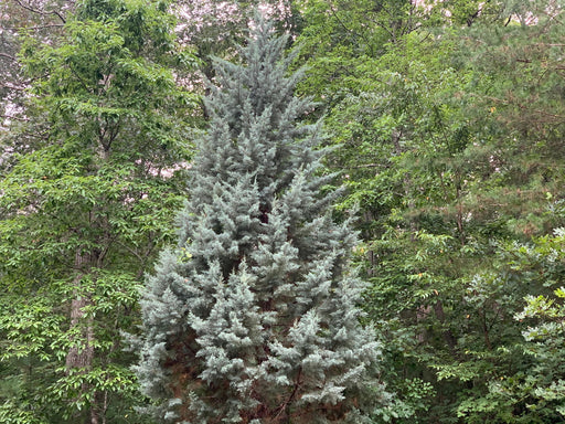 - Cupressus arizonica 'Blue Ice' Blue Arizona Cypress - Mr Maple │ Buy Japanese Maple Trees