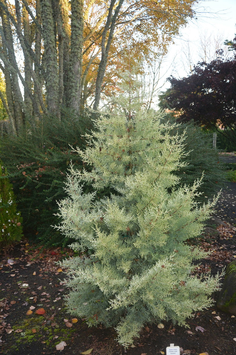 Buy Cupressus arizonica 'Sulphurea' Golden Arizona Cypress — Mr Maple ...