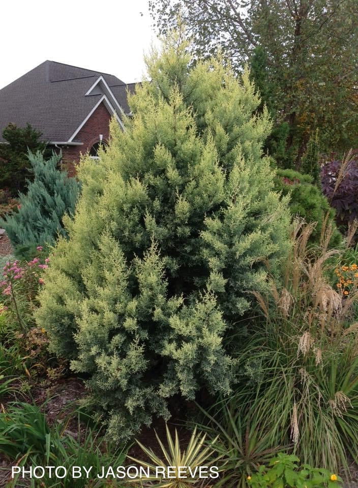 - Cupressus arizonica 'Sulphurea' Golden Arizona Cypress - Mr Maple │ Buy Japanese Maple Trees