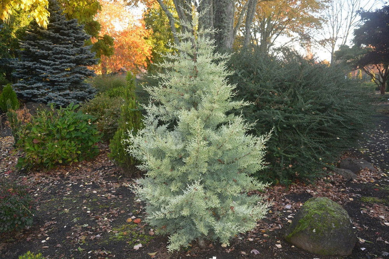 - Cupressus arizonica 'Sulphurea' Golden Arizona Cypress - Mr Maple │ Buy Japanese Maple Trees