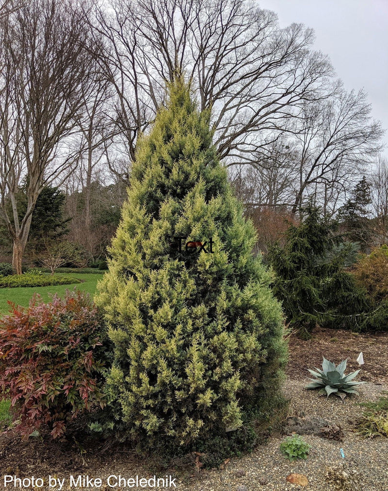 - Cupressus arizonica 'Sulphurea' Golden Arizona Cypress - Mr Maple │ Buy Japanese Maple Trees