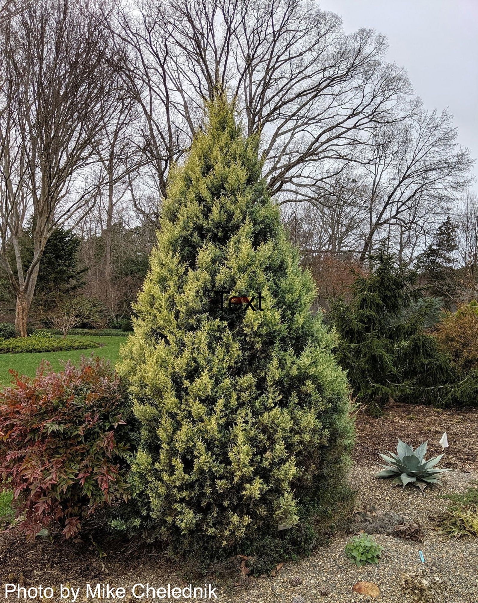 Buy Cupressus arizonica 'Sulphurea' Golden Arizona Cypress — Mr Maple ...