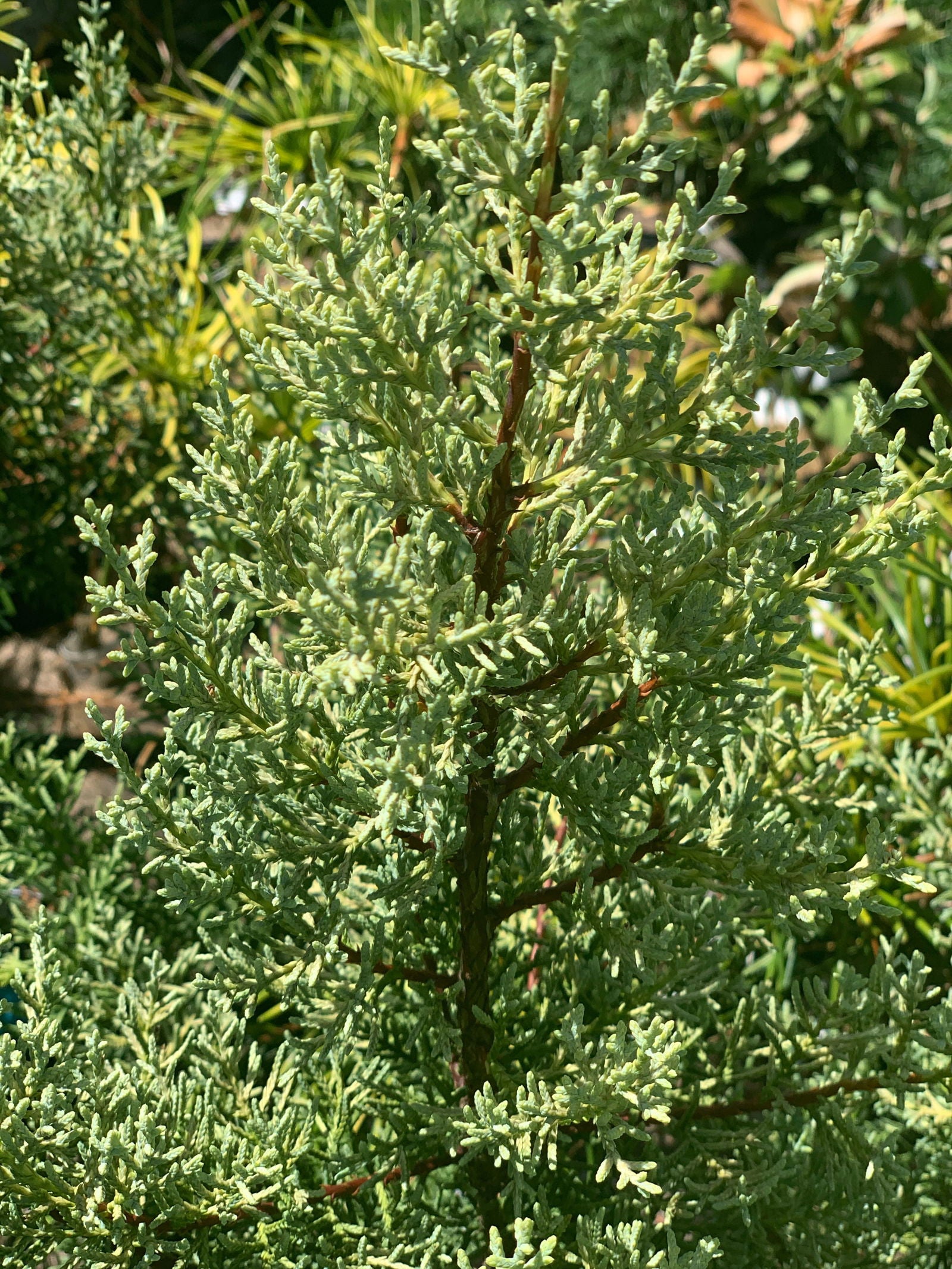 Buy Cupressus arizonica 'Sulphurea' Golden Arizona Cypress — Mr Maple ...