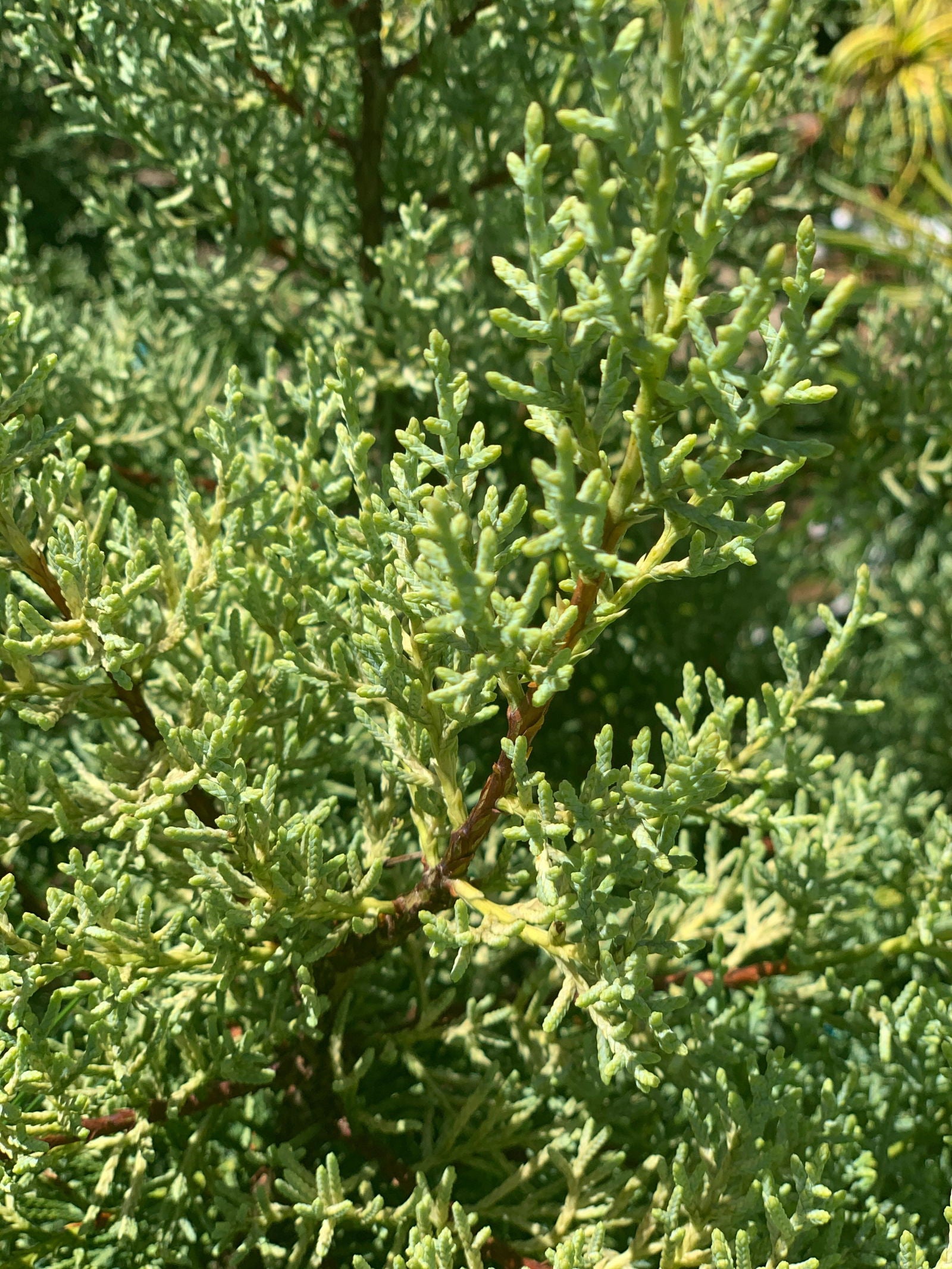 Buy Cupressus arizonica 'Sulphurea' Golden Arizona Cypress — Mr Maple ...