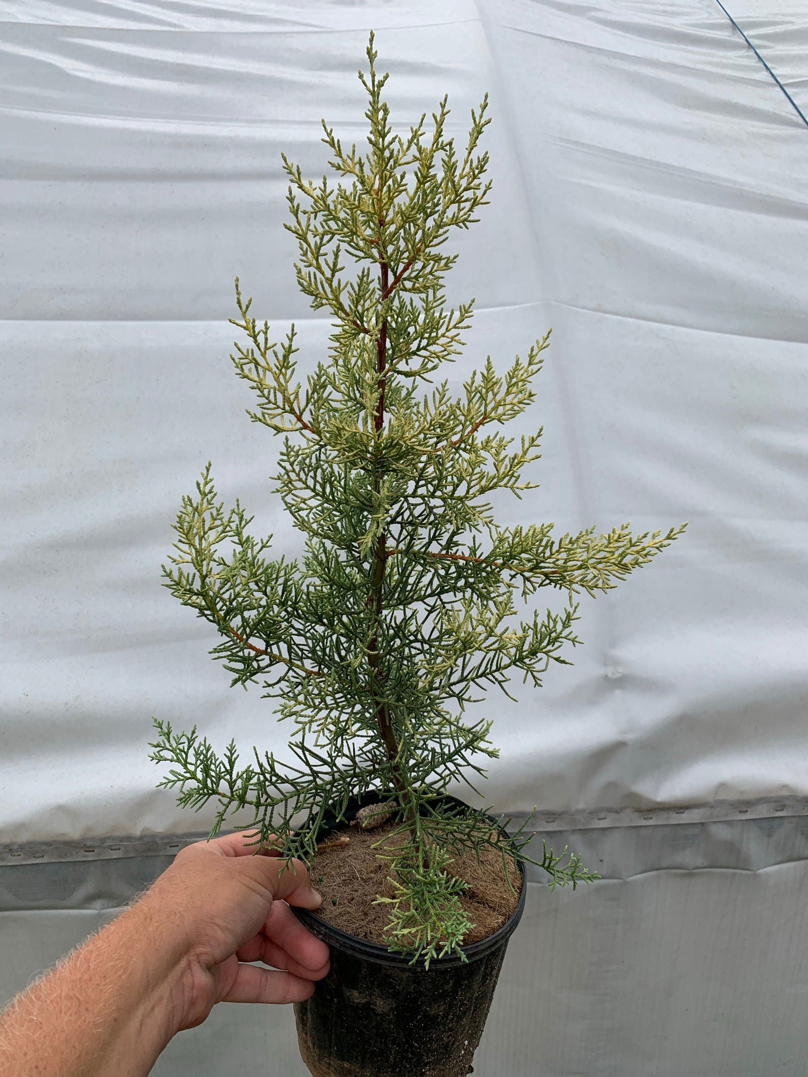 Buy Cupressus arizonica 'Sulphurea' Golden Arizona Cypress — Mr Maple ...