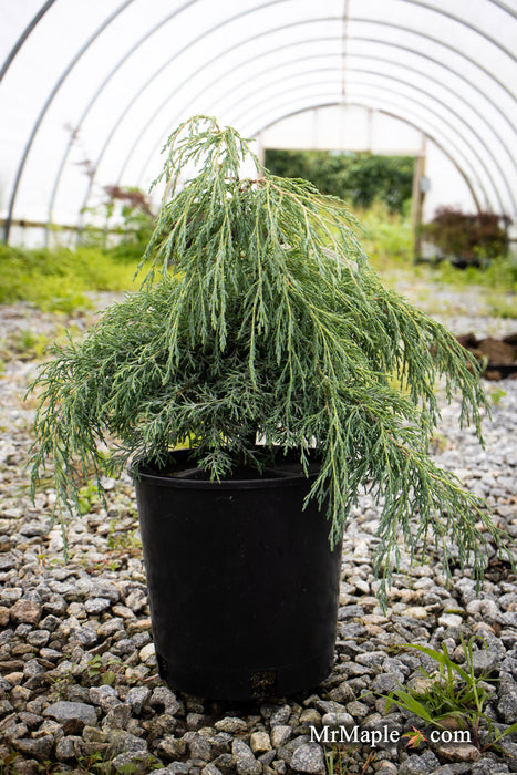 - Cupressus macrocarpa ‘Greenstead Magnificent’ Monterey Cypress - Mr Maple │ Buy Japanese Maple Trees