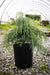 - Cupressus macrocarpa ‘Greenstead Magnificent’ Monterey Cypress - Mr Maple │ Buy Japanese Maple Trees