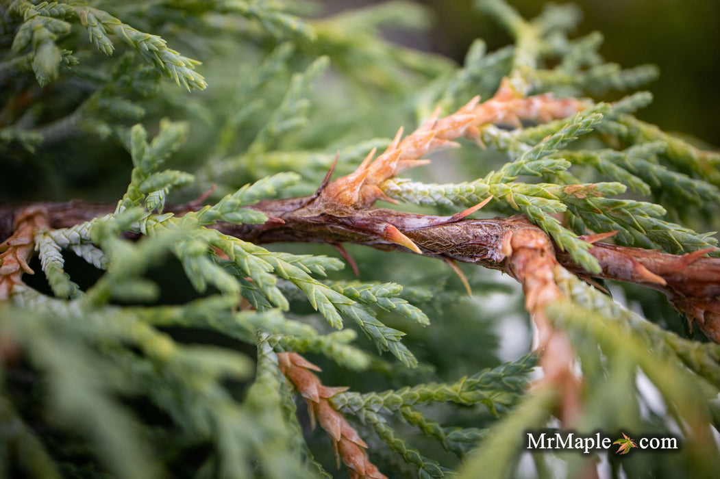 - Cupressus macrocarpa ‘Greenstead Magnificent’ Monterey Cypress - Mr Maple │ Buy Japanese Maple Trees